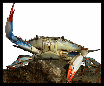 photo of a blue crab.